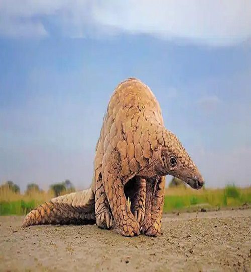 Pangolin-Ansar-Khan-621x414-1-q0b8aod1kxxfkm05o2yxdw8pttq5ncovu6kxh8lrfc.jpg